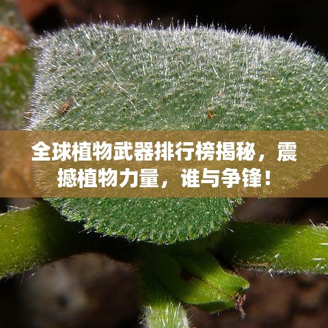 全球植物武器排行榜揭秘，震撼植物力量，谁与争锋！