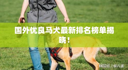 国外优良马犬最新排名榜单揭晓！