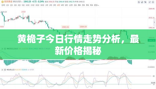 黄桅子今日行情走势分析，最新价格揭秘