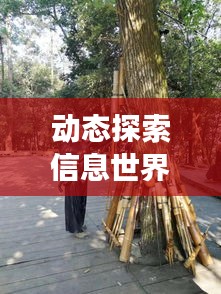 动态探索信息世界，百度引领你的发现之旅