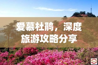 爱慕杜鹃，深度旅游攻略分享