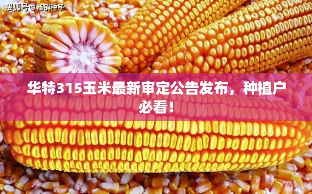 华特315玉米最新审定公告发布，种植户必看！