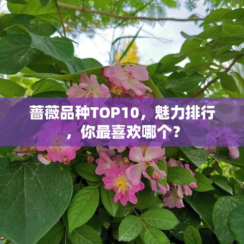 蔷薇品种TOP10，魅力排行，你最喜欢哪个？