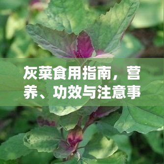 灰菜食用指南，营养、功效与注意事项全解析