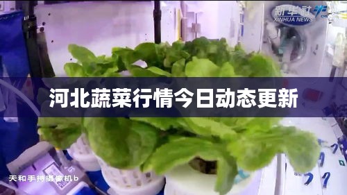 河北蔬菜行情今日动态更新