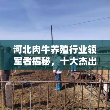 河北肉牛养殖行业领军者揭秘，十大杰出养殖企业榜单揭晓！