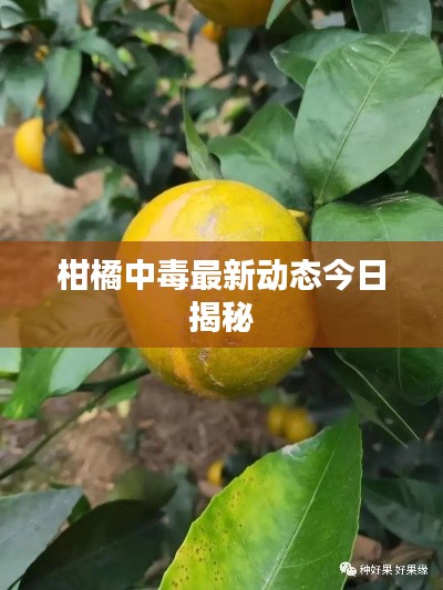 柑橘中毒最新动态今日揭秘