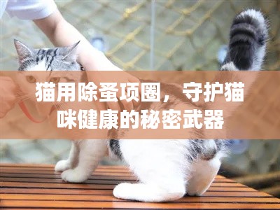 猫用除蚤项圈，守护猫咪健康的秘密武器