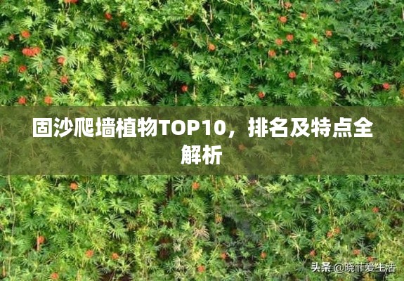 固沙爬墙植物TOP10，排名及特点全解析