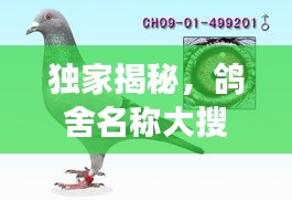 独家揭秘，鸽舍名称大搜罗！一网打尽，尽在其中