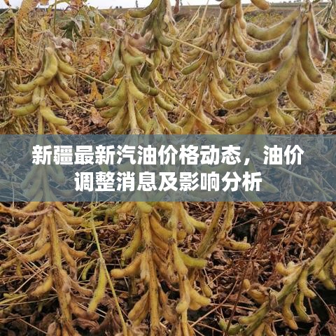 新疆最新汽油价格动态，油价调整消息及影响分析