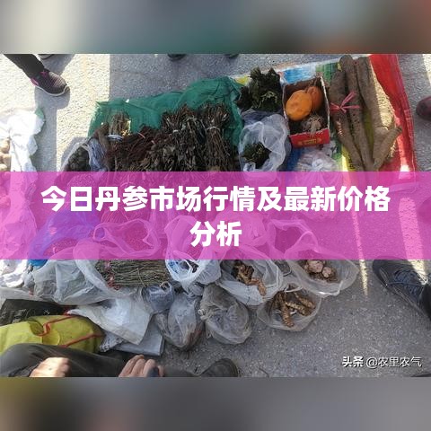 今日丹参市场行情及最新价格分析