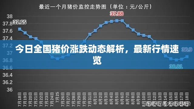 今日全国猪价涨跌动态解析，最新行情速览