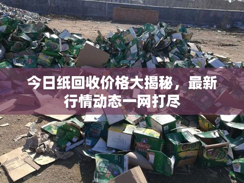 今日纸回收价格大揭秘，最新行情动态一网打尽