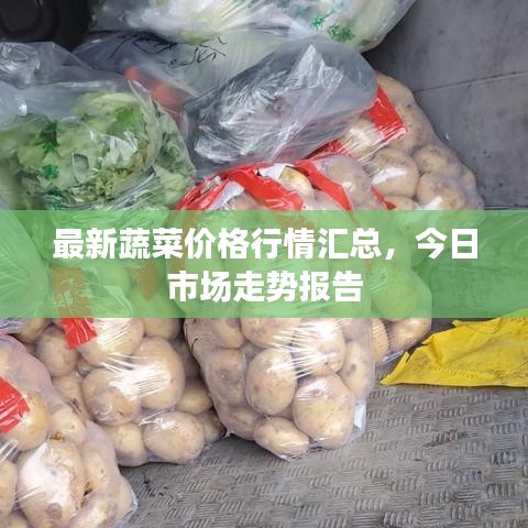 最新蔬菜价格行情汇总，今日市场走势报告