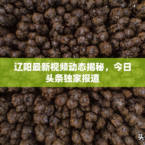 辽阳最新视频动态揭秘，今日头条独家报道