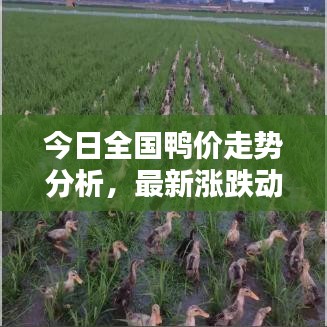 今日全国鸭价走势分析，最新涨跌动态一网打尽！