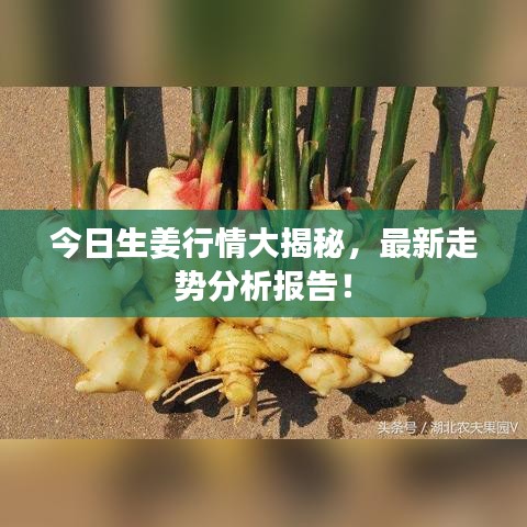 今日生姜行情大揭秘，最新走势分析报告！
