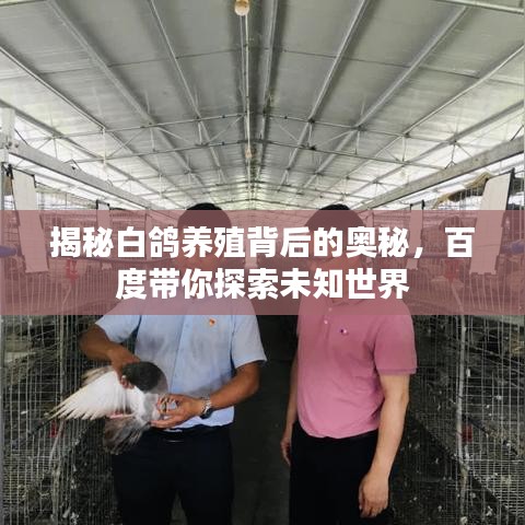 揭秘白鸽养殖背后的奥秘，百度带你探索未知世界