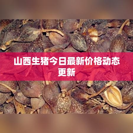 山西生猪今日最新价格动态更新