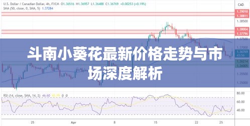 斗南小葵花最新价格走势与市场深度解析