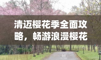 清迈樱花季全面攻略,畅游浪漫樱花胜地!