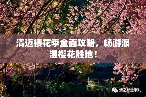 清迈樱花季全面攻略,畅游浪漫樱花胜地!