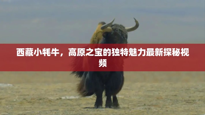 斫琱为朴