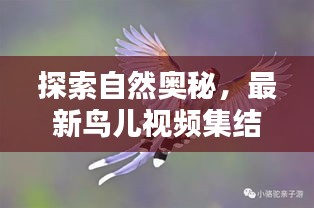 探索自然奥秘,最新鸟儿视频集结,今日头条独家呈现