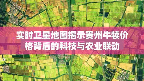 实时卫星地图揭示贵州牛犊价格背后的科技与农业联动