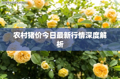文贵天成