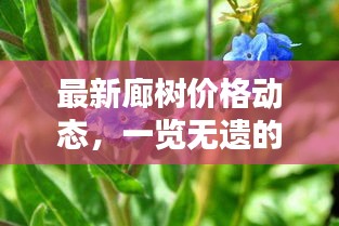 最新廊树价格动态,一览无遗的全方位消息更新