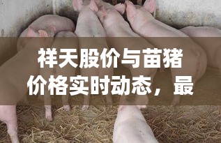 祥天股价与苗猪价格实时动态,最新行情一览