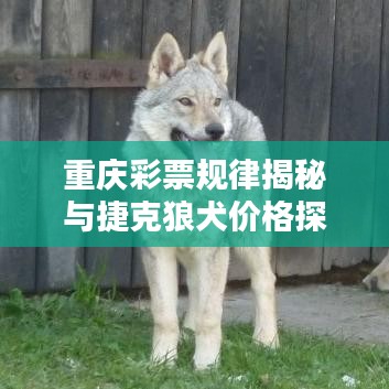 重庆彩票规律揭秘与捷克狼犬价格探讨