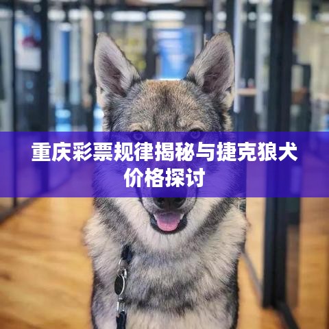重庆彩票规律揭秘与捷克狼犬价格探讨