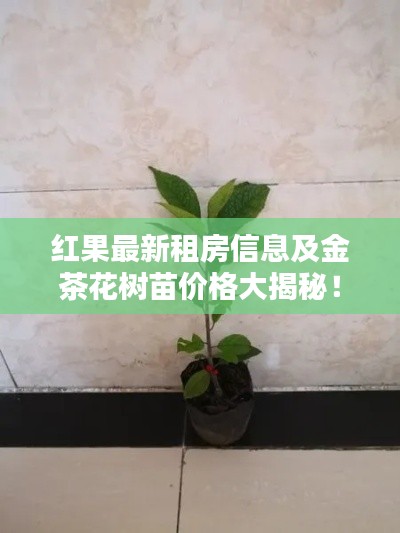 澹泊明志