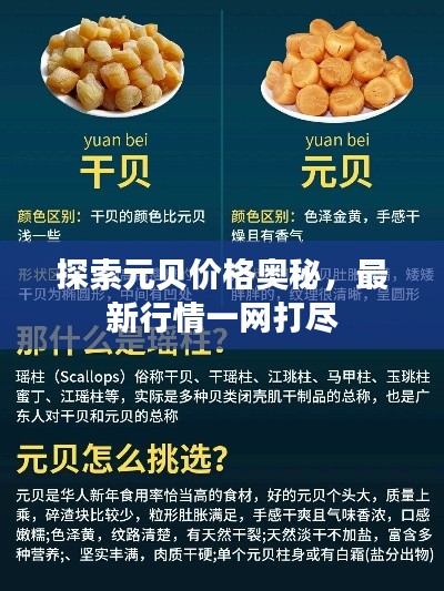 探索元贝价格奥秘，最新行情一网打尽