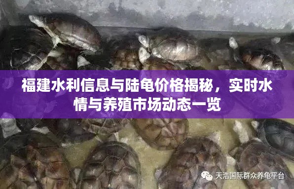 福建水利信息与陆龟价格揭秘,实时水情与养殖市场动态一览
