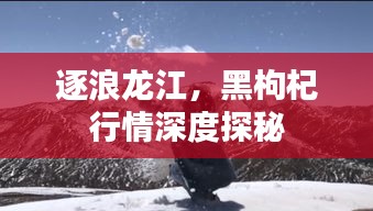 逐浪龙江，黑枸杞行情深度探秘