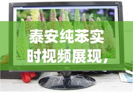 泰安纯苯实时视频展现,最新价格动态