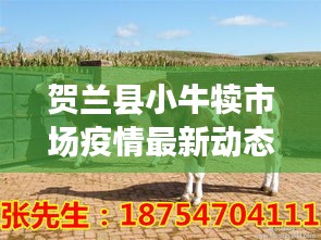 贺兰县小牛犊市场疫情最新动态与牛犊价格观察