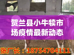 贺兰县小牛犊市场疫情最新动态与牛犊价格观察