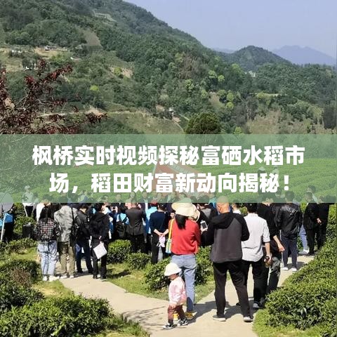枫桥实时视频探秘富硒水稻市场，稻田财富新动向揭秘！