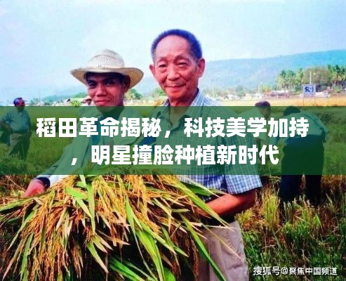 稻田革命揭秘,科技美学加持,明星撞脸种植新时代
