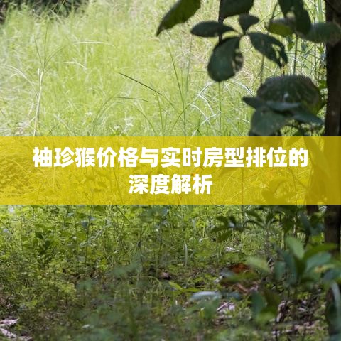 袖珍猴价格与实时房型排位的深度解析