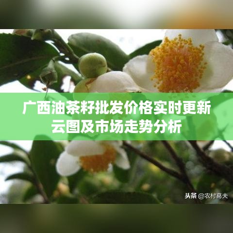 广西油茶籽批发价格实时更新云图及市场走势分析