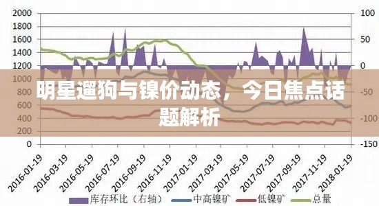 明星遛狗与镍价动态,今日焦点话题解析