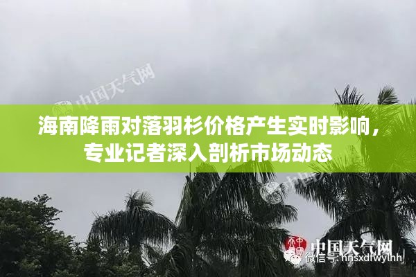 海南降雨对落羽杉价格产生实时影响,专业记者深入剖析市场动态