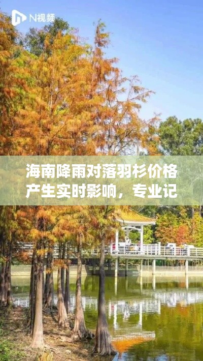 海南降雨对落羽杉价格产生实时影响,专业记者深入剖析市场动态