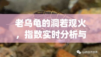 老乌龟的洞若观火，指数实时分析与心得分享视频标题